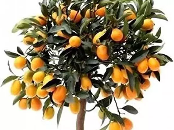  🍊 ¿Conocéis el Kumquat?  🍊