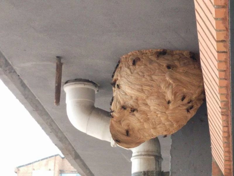 Acaba con las plagas de Avispas, Abejas y Moscas
