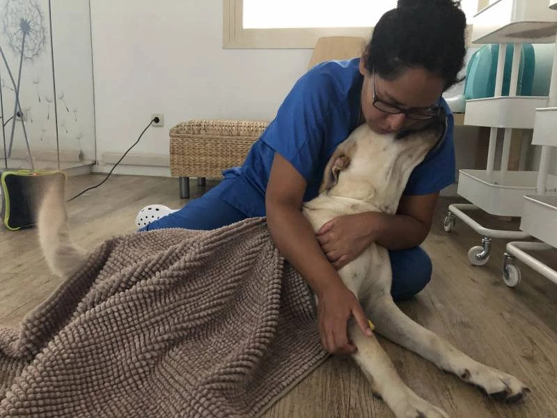 Esterilización perros y gatos en Majadahonda