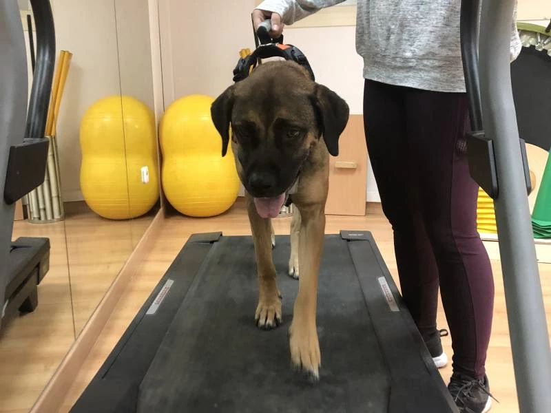 Cirugía para animales en Wecan Integra