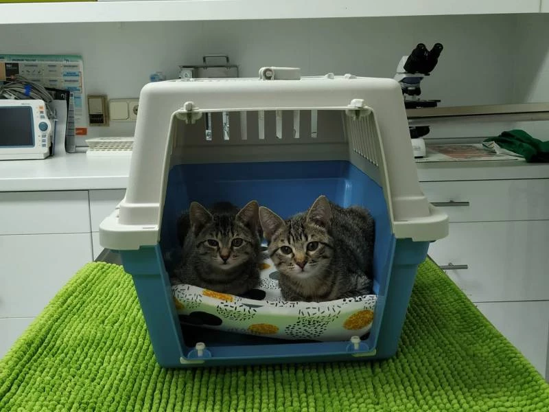 Medicina general y preventiva para mascotas en Majadahonda