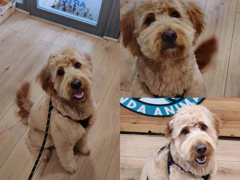 Peluqueria de mascotas en Majadahonda