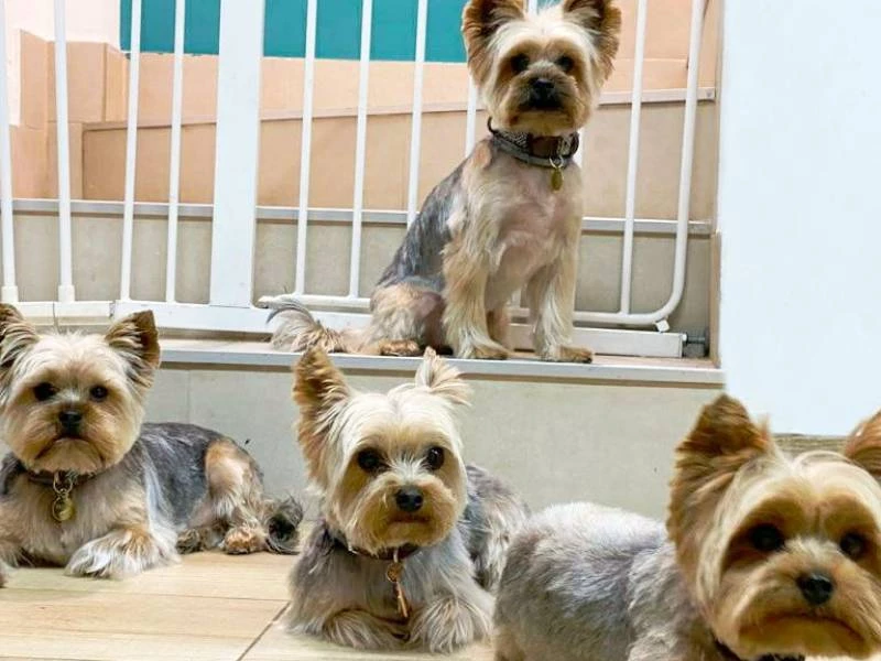 Comida, piensos..... para perros