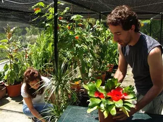 El Hospital de Plantas del Aula de Educación Ambiental cuida las plantas en verano 
