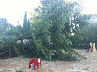 El PSOE de Pozuelo denuncia la caída de un árbol sobre un parque infantil