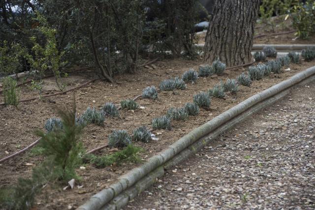 El Ayuntamiento comienza su campaña de plantación de arbustos en la zona de la Avenida de Europa