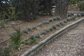 El Ayuntamiento comienza su campaña de plantación de arbustos en la zona de la Avenida de Europa