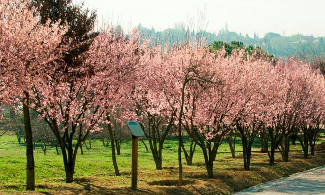 El Parque Forestal de Pozuelo de Alarcón se llamará Adolfo Suárez