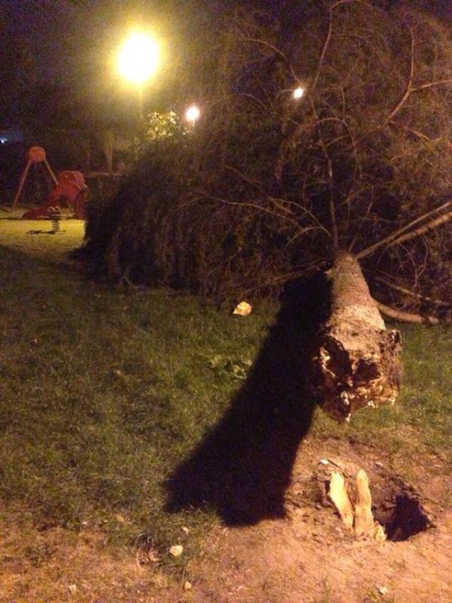 El grupo municipal socialista denuncia la caída de un árbol en una zona de juegos infantiles