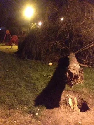 El grupo municipal socialista denuncia la caída de un árbol en una zona de juegos infantiles