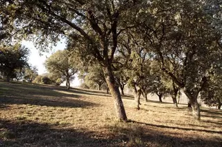 El Ayuntamiento organiza un programa de actividades al aire libre para disfrutar en familia del Parque Forestal Adolfo Suárez