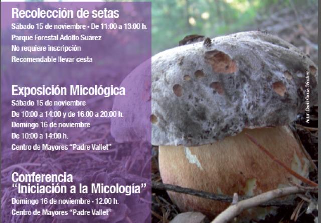 Pozuelo de Alarcón celebra este fin de semana unas jornadas micológicas