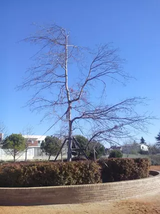 UPyD denuncia 'mala gestión política' en un árbol que costó 140.000 euros a los vecinos de Pozuelo
