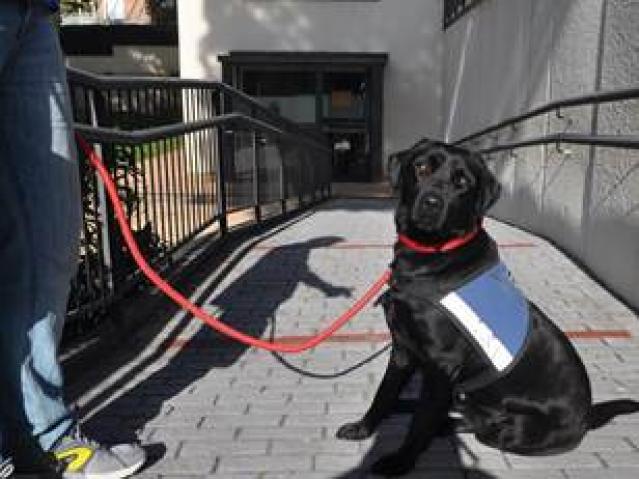 Arranca un nuevo taller de terapia con animales para personas con enfermedad mental en el Espacio para el Ocio Pozuelo