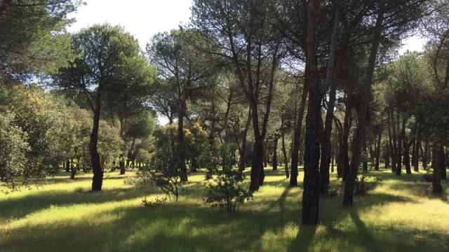 Ecologistas en Acción convoca una marcha contra la libre construcción en el Monte del Pilar