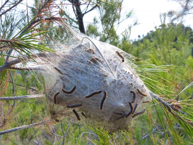 Las altas temperaturas adelantan la proliferación de la oruga procesionaria