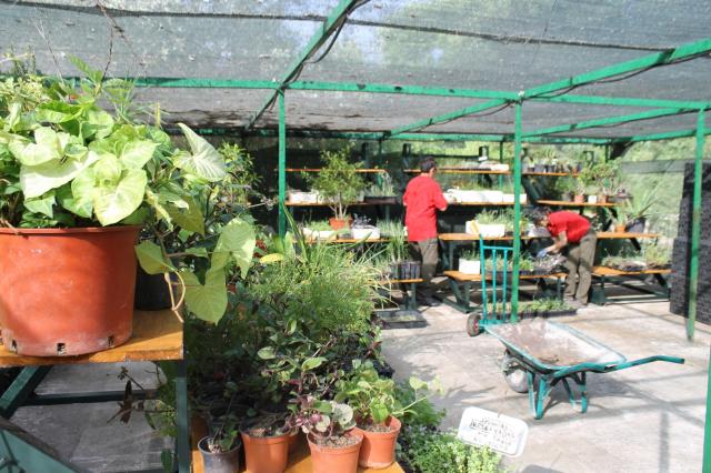 El hospital de plantas de Pozuelo atiende este verano a más de 120 ejemplares durante las vacaciones de sus propietarios