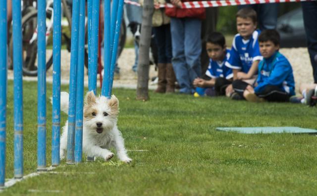 Pozuelo tendrá un Centro de Protección Animal