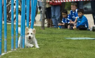 Pozuelo tendrá un Centro de Protección Animal