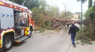 Los bomberos atienden la caída de un árbol en Pozuelo