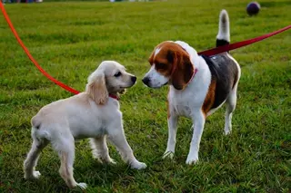 Ciudadanos Pozuelo propone convertir un solar abandonado de la urb. Prado de Somosaguas en un parque para los vecinos y sus mascotas