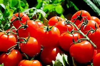 Pozuelo será el primer municipio europeo 100% vegetariano