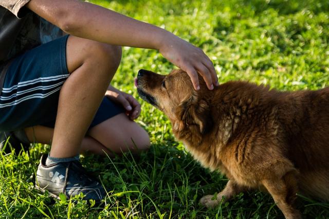 El Ayuntamiento de Pozuelo de Alarcón pondrá en marcha la construcción de un centro de protección animal
