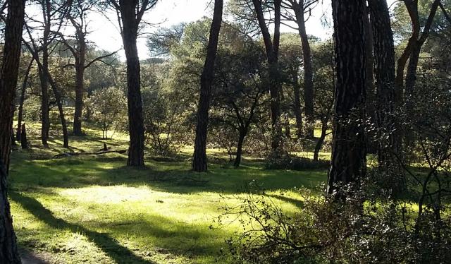 Ciudadanos y PP tumban en la Asamblea la propuesta para dotar de mayor protección al Monte de Pozuelo