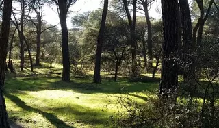 Ciudadanos y PP tumban en la Asamblea la propuesta para dotar de mayor protección al Monte de Pozuelo