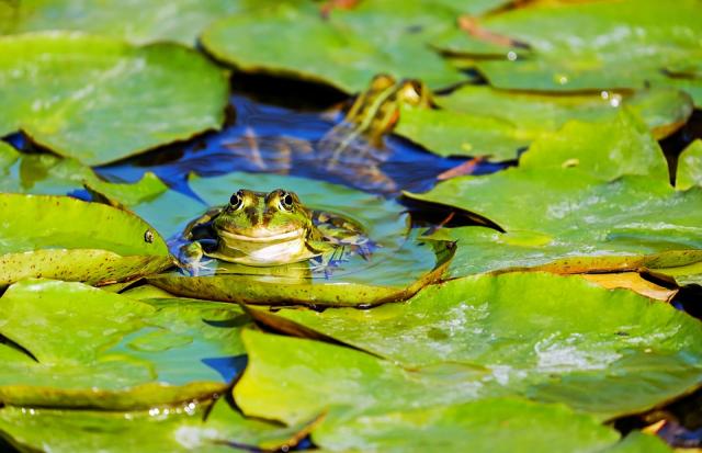 Los jóvenes del voluntariado ambiental de Pozuelo comienzan un nuevo proyecto para la conservación de anfibios