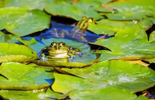 Los jóvenes del voluntariado ambiental de Pozuelo comienzan un nuevo proyecto para la conservación de anfibios