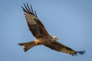 Cocina ecológica, exhibición y vuelo de aves rapaces, actividades y títeres para celebrar el Día Mundial del Medio Ambiente
