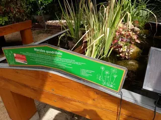Ingresa en el Hospital de Plantas de Pozuelo un helecho acuático en peligro de extinción