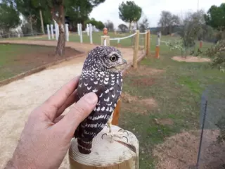 Una senda ornitológica adaptada permitirá a las personas con discapacidad sensorial y física conocer las aves más frecuentes