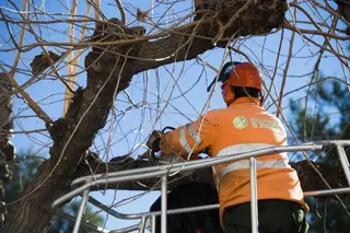 La campaña de poda municipal se llevará a cabo en más de 8.000 ejemplares de Pozuelo