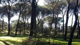 El Ayuntamiento realizará labores de poda y desbroce en la finca El Maisán y la preparará para el uso público