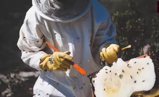 Los bomberos acumulan 350 intervenciones por enjambres de abeja en lo que va de año