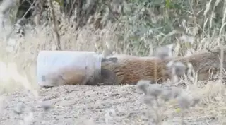 Liberado un pequeño zorro atrapado en un bote de plástico en la zona del Humedal de Meaques