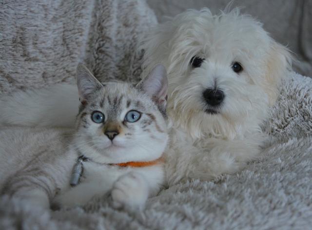 Los madrileños han adoptado más de 2.700 animales en el primer semestre del año