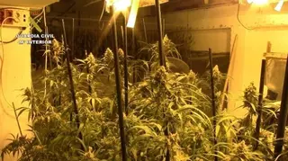 La Guardia Civil interviene más de 700 kilogramos de marihuana de dos viviendas de Boadilla del Monte y Móstoles