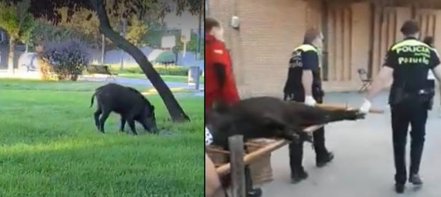La Policía local captura un jabalí que recorría las calles de Pozuelo