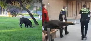 La Policía local captura un jabalí que recorría las calles de Pozuelo