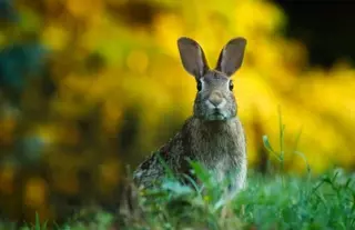 El Ayuntamiento de Pozuelo seguirá velando para controlar la fauna silvestre en la ciudad