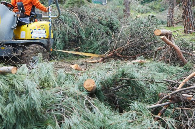 Se estiman en más de 10.000 las toneladas recogidas del arbolado caído tras el paso del  temporal por Pozuelo