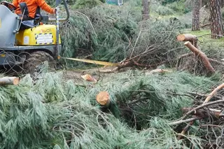 Se estiman en más de 10.000 las toneladas recogidas del arbolado caído tras el paso del  temporal por Pozuelo