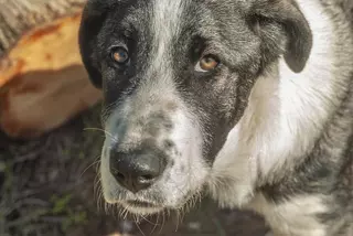 Pozuelo seguirá prestando el servicio de recogida y alojamiento de animales abandonados