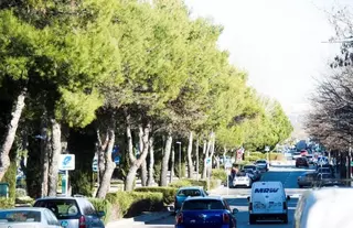 Pozuelo destina más de 54.000 euros a controlar las poblaciones de conejos, aves y jabalíes