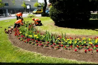 Más de 27.500 flores adornarán diferentes calles y espacios de Pozuelo en primavera y verano