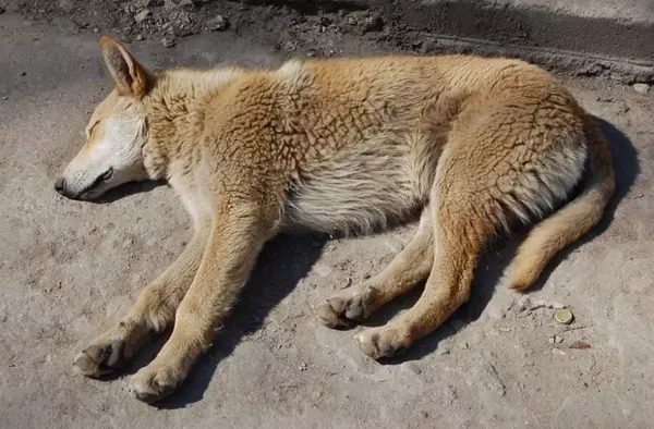 Pozuelo destina cerca de 88.000 euros anuales al servicio de recogida y alojamiento de animales abandonados o perdidos