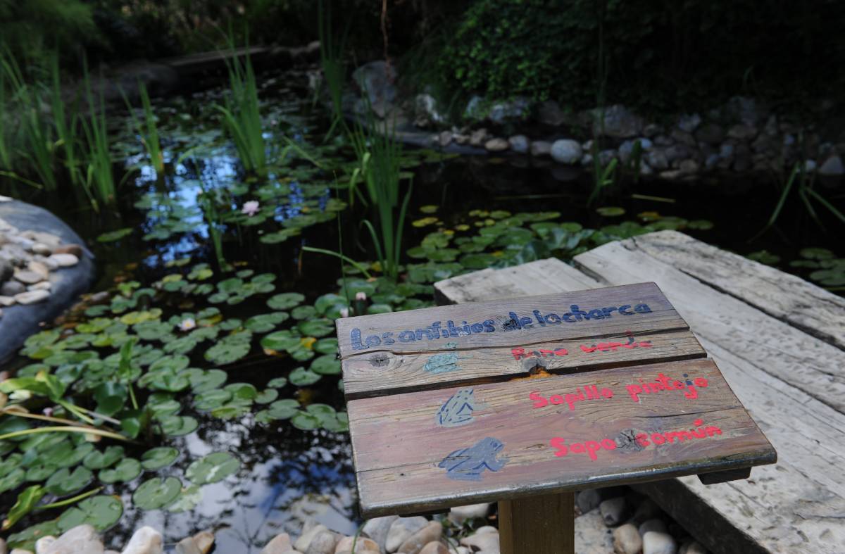 Aula Acuática, así es el nuevo proyecto de educación ambiental en Pozuelo sobre la fauna y flora del medio acuático